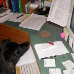 dog looking at keyboard