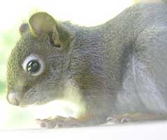 squirrel