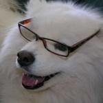 samoyed beta reader