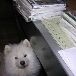 furry supervisor