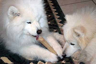 two dogs sharing
