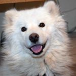 A very cute Samoyed