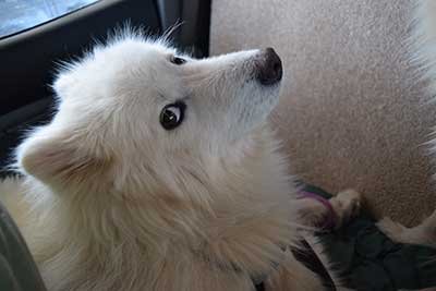 dog in truck