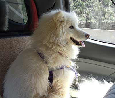 dog riding in truck