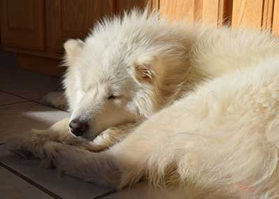 sleeping dog