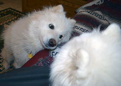 dogs and sofa