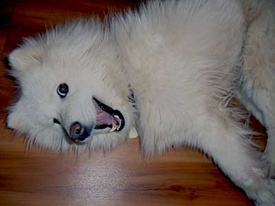 dog on floor