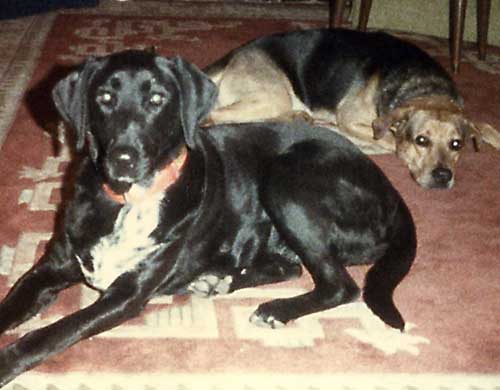 Judge and Toby