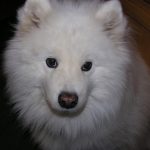 cute samoyed