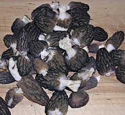 many morels